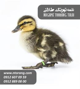 فروش جوجه اردک مگ مگی